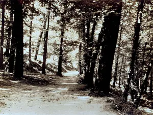 Naples Landscape Photography Prints: Corner of a woods with a path