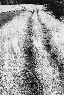 Countryside Landscape Photography Prints: Countryside grassy path