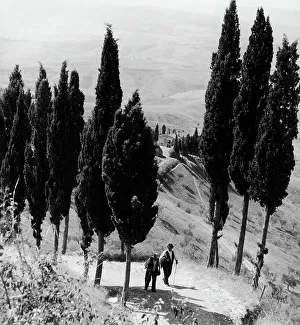 Cypresses
