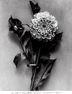 Dahlia shoot