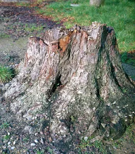 Tree Trunk Photography Prints: Dry tree trunk