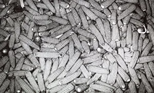 Maize Plant Prints: Ears of corn