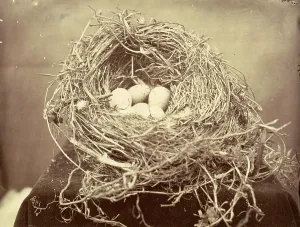 British Wildlife Scene Prints: Egg in a nest