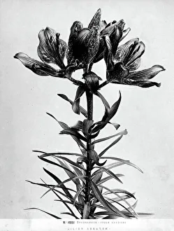 Vegetable Kingdom Elements Prints: Example of the Lilium Auratum lily