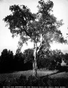 Quercus Suber Prints: Example of Quercus Suber (Cork Tree), Montauroux, Departement of Var, France
