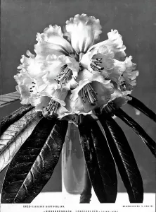 Vegetable Kingdom Elements Prints: Example of Rhododendron Longifolium, Boutourlinn Garden, Florence