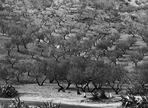 Mediterranean Vegetation Prints: Extent of olive trees