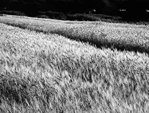 Agricultural Product Photography Prints: Extent of wheat