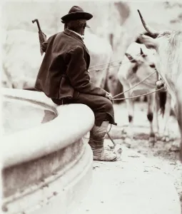 Rural Italy Photography Prints: Farmer