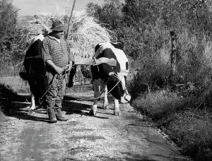 Farmer At Work Prints: Farmer with a wagon pulled by oxen