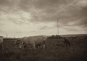 European Farming Prints: Farmer working with a plow pulled by cattle