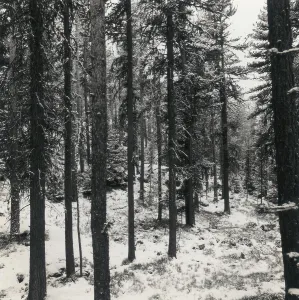 Fir forest with snow