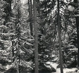 Snowy Fir Tree Landscape Prints: Fir trees with snow