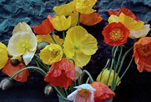 Vintage Flower Photography Prints: Flowers