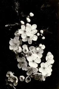 Prints of Flowers of a fruit tree Italy. Date of Photograph:1940 ca Italy Prints: Flowers of a fruit tree
