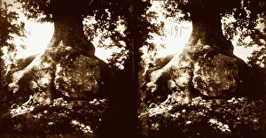 Tree Trunk Photography Prints: In the foreground a large tree trunk, with a boulder next to it
