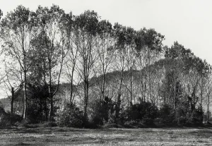 Framed Print : Forest in Barbata Framed Print : Forest in Barbata