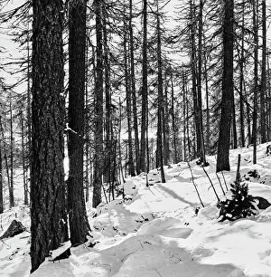 Snowy Tree Trunks Prints: Forest in the Engadine