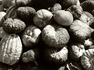 Vegetable Plant Life Prints: Gourds