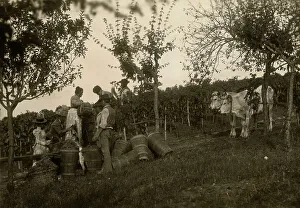 Harvest Season Images Prints: Grape harvest