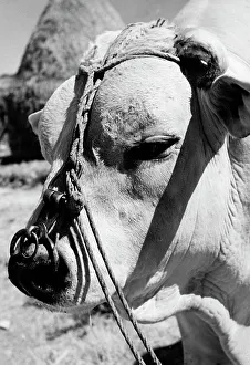 Mammal Pictures Prints: Head of a calf