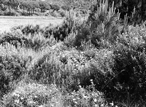 Meadow Flowers In Bloom Prints: Hills in bloom