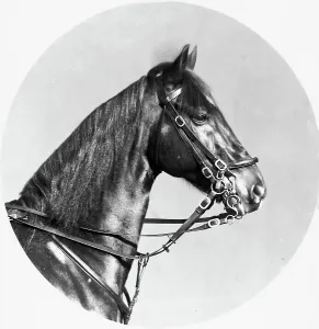 Vertebrate Species Prints: Horse's head