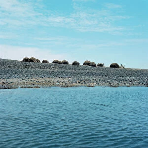 Lake Turkana National Parks Collection: Huts built from palm leaves and covered in algae from the lake