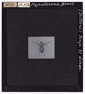 Microbiology Slides Online Prints: Hypoderma Bovis (Diptera) from A