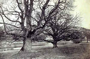 Oak Tree Landscape Prints: Imposing oak tree in a park