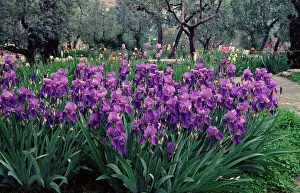 Iris garden, Florence