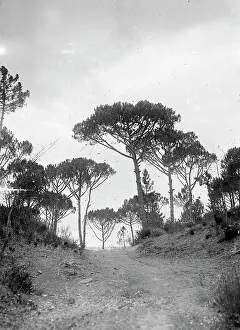 Pine Tree Scenery Prints: Landscape, Tuscany