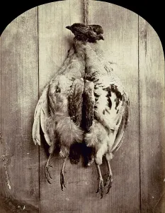 Vertebrate Photography Prints: Still life with partridges