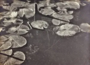 Waterlilies