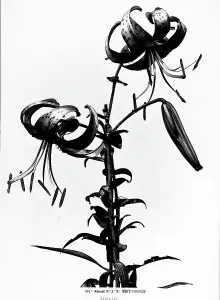 Vegetable Kingdom Elements Prints: Lily stem