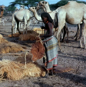 Related Images Collection: Lower Juba. Pool at Fabda: herds of camels watering during drought season