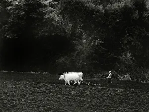 Italian Rural Landscape Prints: Man with plough