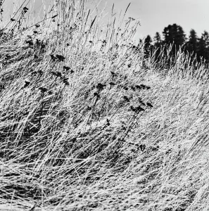 Meadow Landscape Photography Prints: Meadow in the Engadine