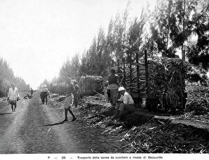 Related Images Collection: Men at work for the transport of sugar cane in Somalia