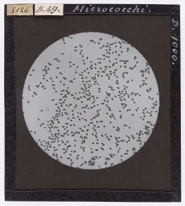 Natural Sciences Photography Prints: Micrococci enlarged under a microscope