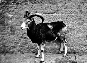 Mouflon Sheep Prints: A mouflon