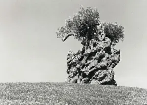 Old Olive Tree Prints: old olive tree