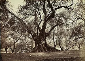 Olive tree