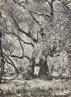 Vegetable Kingdom Elements Prints: Olive tree in Bordighera