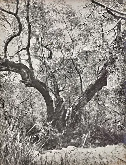 Olive tree in Bordighera