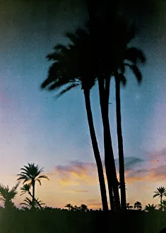 Palm trees at sunset