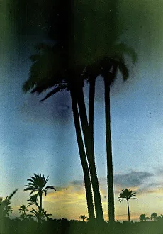 Palms at Marrakesh