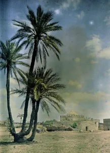 Palms at Marrakesh