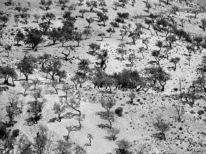 Olive Tree Landscape Prints: Panoramic view of an expanse of olive trees