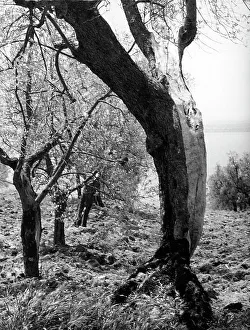 Tree Branch Photography Prints: Passignano